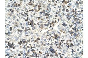 HSD17B6 antibody was used for immunohistochemistry at a concentration of 4-8 ug/ml to stain Hemopoietic cells (arrows) in Human Liver. (HSD17B6 anticorps  (N-Term))