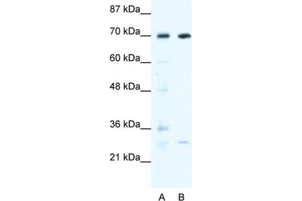 WRNIP1 anticorps  (N-Term)