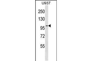 Western blot analysis in U937 cell line lysates (35ug/lane). (TJP2 anticorps  (C-Term))