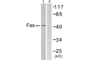 Western blot analysis of extracts from LOVO cells, using Fas antibody. (FAS anticorps  (C-Term))
