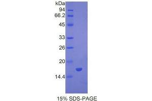 SDS-PAGE analysis of Mouse BMP7 Protein. (BMP7 Protéine)