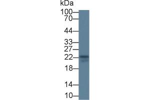 Detection of IL18 in Bovine Thymus lysate using Monoclonal Antibody to Interleukin 18 (IL18) (IL-18 anticorps  (AA 37-193))