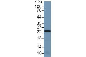 Western Blot; Sample: Mouse Kidney lysate; Primary Ab: 1µg/ml Rabbit Anti-Human PRDX2 Antibody Second Ab: 0. (Peroxiredoxin 2 anticorps  (AA 6-164))
