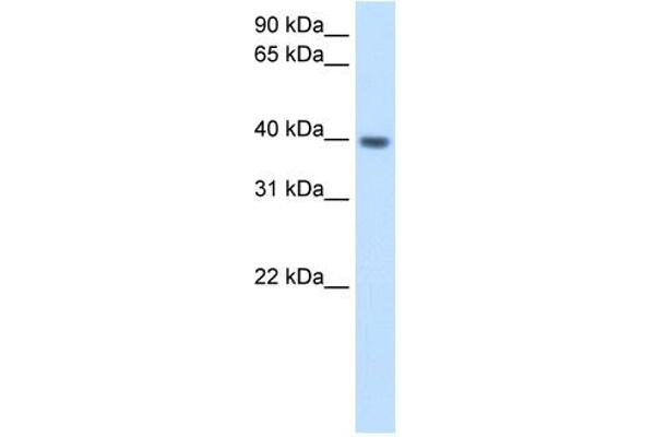 ITGB1BP2 anticorps  (N-Term)