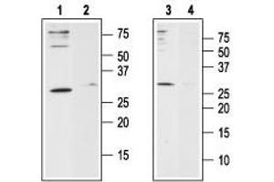 Western blot analysis of human Jurkat T-cell leukemia cell line lysate (lanes 1 and 2) and human HL-60 acute promyelocytic leukemia cell line lysate (lanes 3 and 4): - 1,3. (ORAI1 anticorps  (2nd Extracellular Loop))