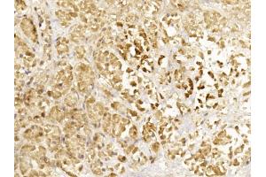 Immunohistochemical analysis of paraffin-embedded Human pancreas section using Pink1 C. (Glucagon anticorps  (C-Term))
