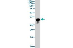 Western Blotting (WB) image for anti-SMAD, Mothers Against DPP Homolog 3 (SMAD3) (AA 120-221) antibody (ABIN561715)