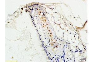 Immunohistochemistry (Paraffin-embedded Sections) (IHC (p)) image for anti-Platelet-Activating Factor Receptor (PTAFR) (AA 231-342) antibody (ABIN687127)