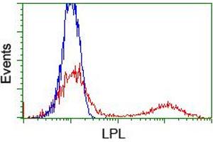 HEK293T cells transfected with either RC203766 overexpress plasmid (Red) or empty vector control plasmid (Blue) were immunostained by anti-LPL antibody (ABIN2455208), and then analyzed by flow cytometry. (Lipoprotein Lipase anticorps)