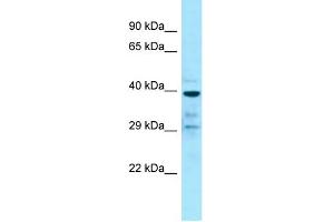 Western Blotting (WB) image for anti-G Protein-Coupled Receptor 68 (GPR68) (C-Term) antibody (ABIN2435715) (GPR68 anticorps  (C-Term))