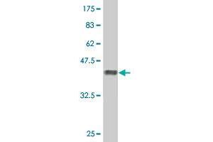 Western Blot detection against Immunogen (37. (LIMK2 anticorps  (AA 152-252))