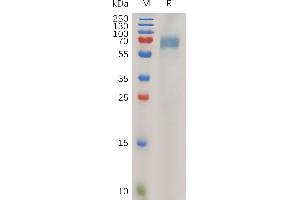 Human LI Protein, His Tag on SDS-PAGE under reducing condition. (LILRB2 Protein (AA 22-461) (His tag))