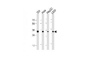 All lanes : Anti-STUB1 Antibody (C-term) at 1:4000 dilution Lane 1: 293 whole cell lysate Lane 2: Hela whole cell lysate Lane 3: HepG2 whole cell lysate Lane 4:  whole cell lysate Lysates/proteins at 20 μg per lane. (STUB1 anticorps)