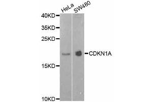 Western blot analysis of extracts of various cell lines, using CDKN1A antibody (ABIN5995726) at 1/1000 dilution. (p21 anticorps)