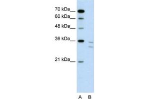 Western Blotting (WB) image for anti-CD8b Molecule (CD8B) antibody (ABIN2462546) (CD8B anticorps)