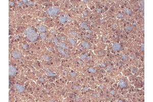 Immunohistochemistry analysis using Mouse Anti-GABA A Receptor Monoclonal Antibody, Clone N87/25 (ABIN2483487). (GABRA1 anticorps  (AA 370-433) (APC))