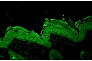 Immunohistochemistry analysis using Rabbit Anti-HSP90 Polyclonal Antibody . (HSP90 anticorps  (Atto 594))