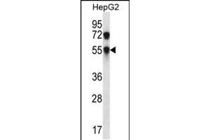 Western blot analysis in HepG2 cell line lysates (35ug/lane). (CHST8 anticorps  (AA 219-247))