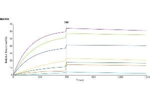 Human C. (CLDN18.2 Protéine)