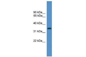 STX4 antibody used at 0. (Syntaxin 4 anticorps  (C-Term))