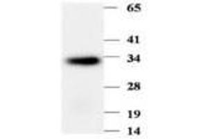 Image no. 1 for anti-Phenazine Biosynthesis-Like Protein Domain Containing 1 (PBLD1) antibody (ABIN791555) (PBLD1 anticorps)