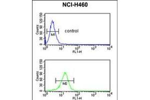 Flow cytometric analysis of NCI-H460 cells (bottom histogram) compared to a negative control cell (top histogram). (SERPINA4 anticorps  (C-Term))