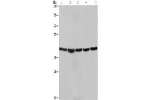 Western Blotting (WB) image for anti-Ribosomal Protein SA (RPSA) antibody (ABIN2428409) (RPSA/Laminin Receptor anticorps)