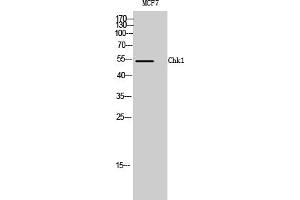 Western Blotting (WB) image for anti-Checkpoint Kinase 1 (CHEK1) (Ser317) antibody (ABIN5961570) (CHEK1 anticorps  (Ser317))