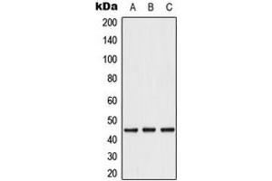 Western blot analysis of Caspase 1 expression in A549 (A), Caco2 (B), THP1 (C) whole cell lysates. (Caspase 1 anticorps  (C-Term))