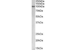 ABIN4902684 (1µg/ml) staining HeLa nuclear lysate (35µg protein in RIPA buffer). (KAP1 anticorps)