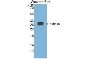 Western Blotting (WB) image for anti-Deoxyribonuclease I (DNASE1) (AA 19-259) antibody (ABIN1858655) (DNASE1 anticorps  (AA 19-259))
