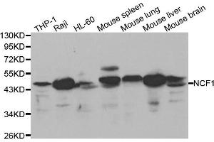 Western blot analysis of extracts of various cell lines, using NCF1 antibody. (NCF1 anticorps)
