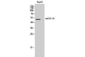 Western Blotting (WB) image for anti-Muscarinic Acetylcholine Receptor M1 (CHRM1) (Internal Region) antibody (ABIN6282735) (CHRM1 anticorps  (Internal Region))