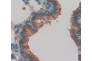 IHC-P analysis of Rat Tissue, with DAB staining. (Caspase 12 anticorps  (AA 1-244))