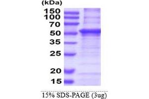 SDS-PAGE (SDS) image for Hemopexin (HPX) (AA 24-462) protein (His tag) (ABIN5853547) (Hemopexin Protein (HPX) (AA 24-462) (His tag))