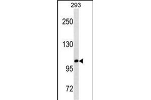 B3GAT1 Antibody (ABIN1539894 and ABIN2843852) western blot analysis in 293 cell line lysates (35 μg/lane). (CD57 anticorps  (AA 132-160))