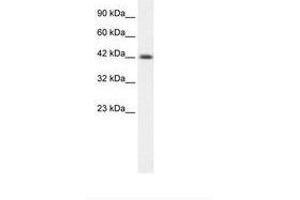 Image no. 1 for anti-Y Box Binding Protein 1 (YBX1) (AA 236-285) antibody (ABIN6735879) (YBX1 anticorps  (AA 236-285))