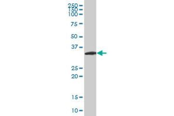 Neurogenin 2 anticorps  (AA 74-175)