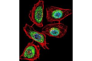 Fluorescent confocal image of Hela cell stained with ENOA Antibody (N-term) (ABIN389406 and ABIN2839494). (ENO1 anticorps  (N-Term))