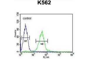 Flow cytometric analysis of K562 cells using GTPBP2 antibody (C-term) Cat. (GTPBP2 anticorps  (C-Term))