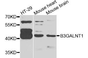 Western blot analysis of extracts of various cell lines, using B3GALNT1 antibody (ABIN5975179) at 1/1000 dilution. (B3GALNT1 anticorps)