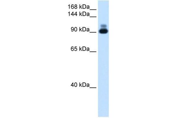 RSRC2 anticorps  (C-Term)