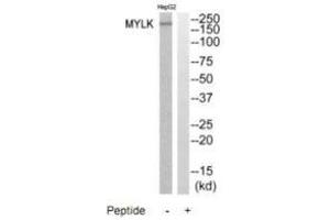 Western blot analysis of extracts from HepG2 cells, using MYLK antibody. (MYLK anticorps)