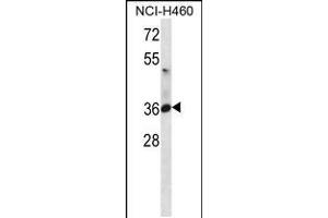 Western blot analysis in NCI-H460 cell line lysates (35ug/lane). (ATP1B3 anticorps  (C-Term))