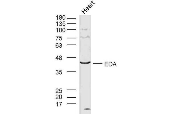 Ectodysplasin A anticorps  (AA 101-200)