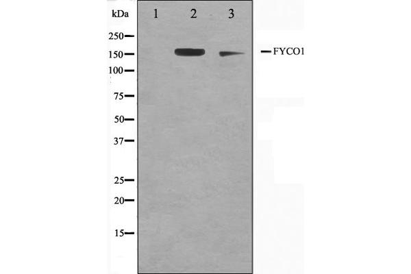 FYCO1 anticorps  (Internal Region)