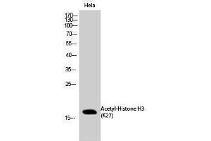Western Blotting (WB) image for anti-Histone 3 (H3) (H3K27ac) antibody (ABIN3179370) (Histone 3 anticorps  (H3K27ac))