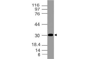 Image no. 1 for anti-Aminoacyl tRNA Synthetase Complex-Interacting Multifunctional Protein 2 (AIMP2) (AA 100-310) antibody (ABIN5027011) (AIMP2 anticorps  (AA 100-310))