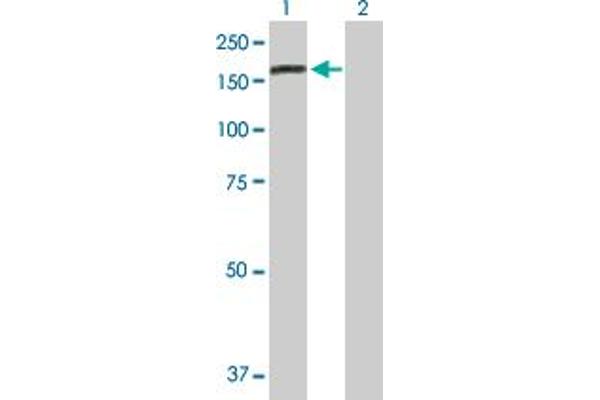 DENND5A anticorps  (AA 1-1287)