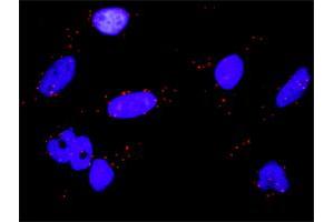 Proximity Ligation Assay (PLA) image for anti-Ribosomal Protein S6 Kinase, 90kDa, Polypeptide 2 (RPS6KA2) (AA 631-733) antibody (ABIN562719)